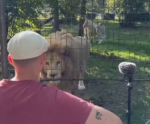 MUZIČAR ZASVIRAO ISPRED LAVOVA I DOGODILO SE NEŠTO NEVEROVATNO Ovakvu reakciju nije očekivao