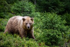 MAČKA SE USELILA KOD MEDVEDA U ZOO VRTU Pogledajte kako se opušteno druže - video je hit