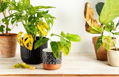 REAGUJTE PRE NEGO ŠTO BUDE KASNO Evo šta treba da uradite ako lišće sobne biljke počne da žuti