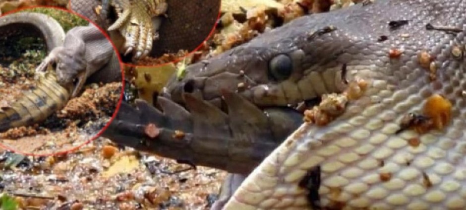 MIRNO PLOVIO KAJAKOM, A ONDA JE UGLEDAO PRIZOR IZ NOĆNE MORE Otrovnica iz sve snage ščepala krokodila - evo ko je iz ove borbe izašao kao pobednik! (FOTO)