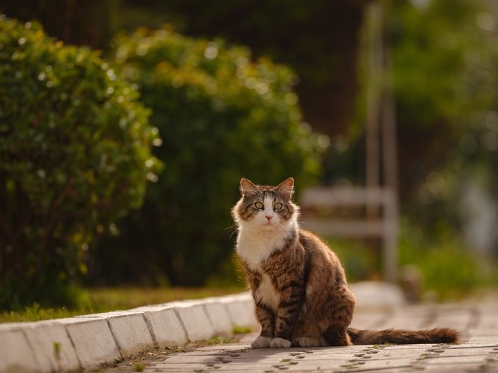POBEGAO KROZ PROZOR, POSLE DESET GODINA PONOVO KUĆI Srceparajuća priča o povratku mačka