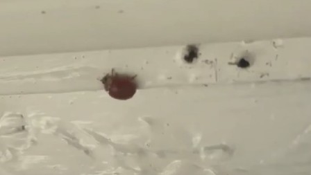 MISTERIOZNE BUBE IZAZIVAJU PANIKU U DOMOVIMA Grizu i napadaju ljude, razmnožavaju se kao lude - niko nije bezbedan! (VIDEO)