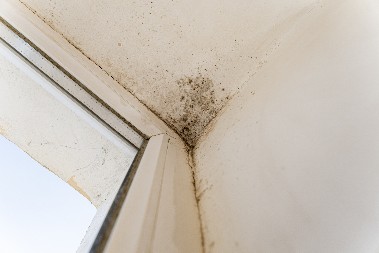 U ĆOŠKOVIMA SE NEĆE NI TRUNKA NAKUPITI, SVE "USISAJU", SAMO IH STAVITE NA PRAVO MESTO Ove biljke upijaju vlagu, a prelake su za održavanje