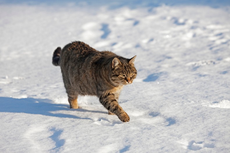 DEVOJKA TUŽILA DEČKA ZBOG NJIHOVE MAČKE Svađa izazvala pažnju javnosti!