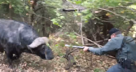 (UZNEMIRUJUĆI SNIMAK) Divlji bivo se zaleteo, lovci pucaju ali kasno - nakon udarca rogovima ostali samo krv i prašina
