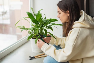 PRELEPI SPATIFILUM TEŠKO PODNOSI GREJNU SEZONU Sačuvaćete mu svežinu i zdrav izgled samo na jedan način