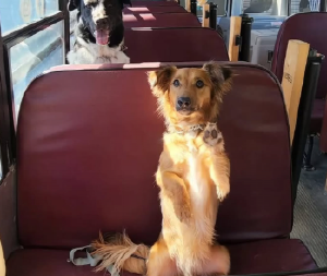 DELOVAO JE UPLAŠENO, A ONDA SE POTPUNO OPUSTIO Štene je stiglo u svoj novi dom - video je hit