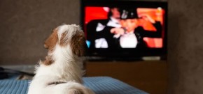 OVO JE NAJSLAĐE ŠTO ĆETE DANAS VIDETI Pas POLUDEO kada je čuo svoje ime u seriji - snimak oduševio milione! (VIDEO)