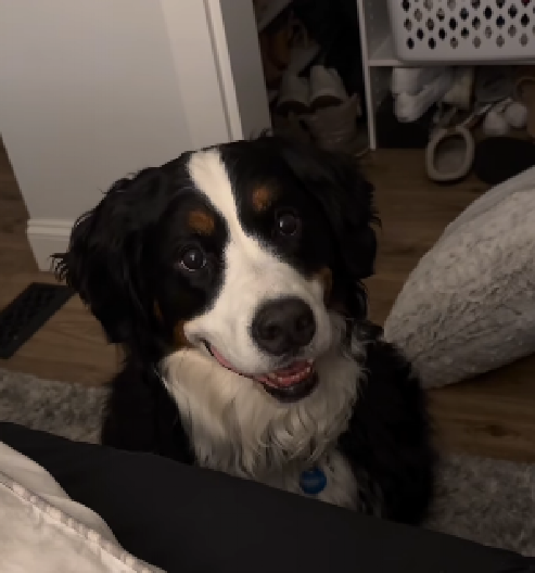 POTPUNO JE NEODOLJIV Od vlasnika traži samo jednu stvar svako veče - pogledajte kako to izgleda