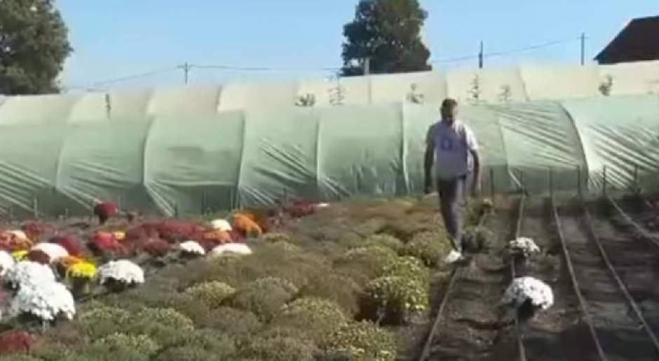 Jesenji biznis koji donosi dobru zaradu: Glišići rasprodali 10.000 komada