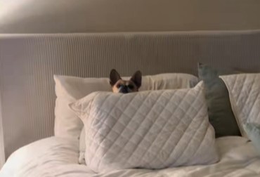 DRAMA KOJA SE PRETVORILA U NAJSLAĐI TRENUTAK Vlasnica u suzama tražila psa – a onda je ugledala NEŠTO zbog čega je zanemela! (VIDEO)