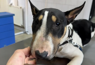 TUŽNA SUDBINA KERUŠE HERE Traži dom, grozan je razlog zbog kog je bez njega ostala (VIDEO)