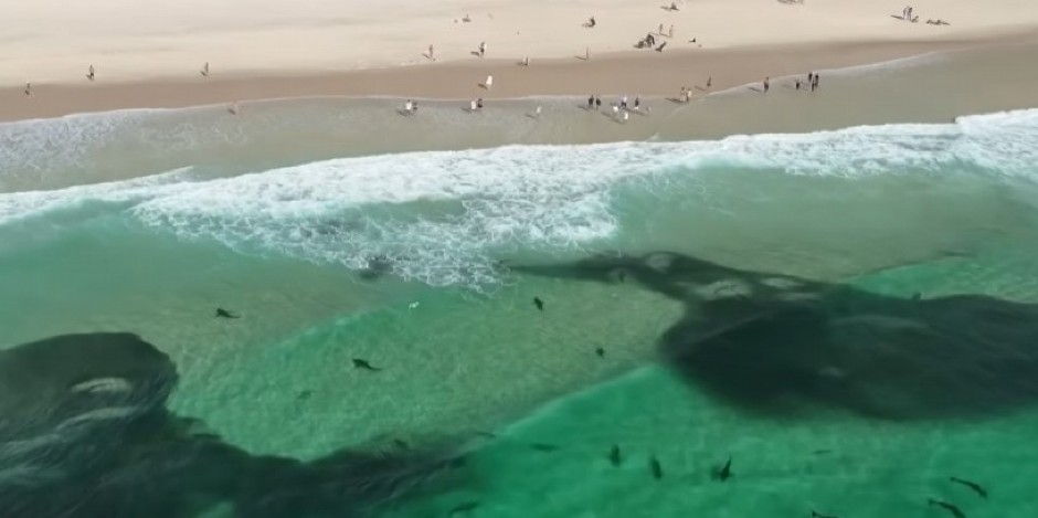 NAJEZDA MORSKIH ZVERI Snimci sa plaže jezivi – ronioci u šoku, nisu znali šta im pliva ispod nogu! (VIDEO)