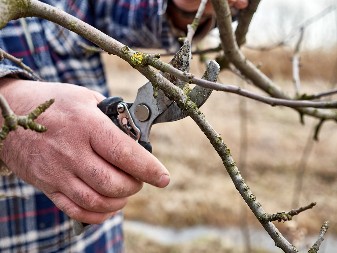 Pripremite baštu za toplije dane – stručni saveti za decembarske baštenske poslove