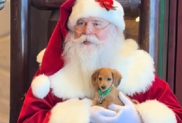 DIRLJIV TRENUTAK KOJI JE OSVOJIO SRCA Pogledajte reakciju psića koji prvi put vidi Deda Mraza - kao sa praznične razglednice! (VIDEO)