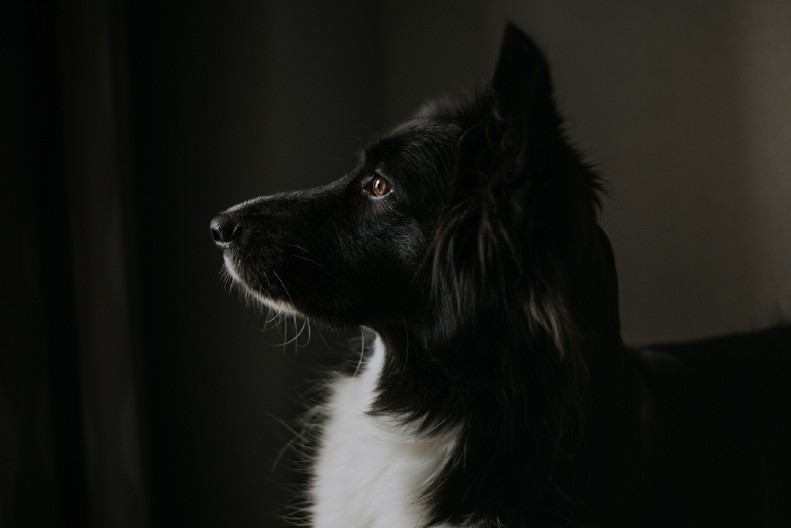 KAD GA JE PAS PROBUDIO U POLA NOĆI, SLEDIO SE OD STRAHA Urnebesan snimak kruži mrežama - video je hit