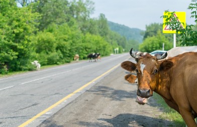 POKUŠALA DA SNIMI SELFI SA KRAVAMA, PA DOŽIVELA NEVIĐENI ŠOK U sekundi je shvatila da je u opasnosti -  morala je da spasava živu glavu