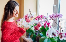 Moja orhideja cveta bez prestanka! Hranim je namirnicom iz kuhinje koja je čudo za cveće