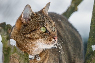 PLAKANJE OD SMEHA Maca ugledala plen na snegu, pa se ustremila na njega - jednu stvar nije očekivala