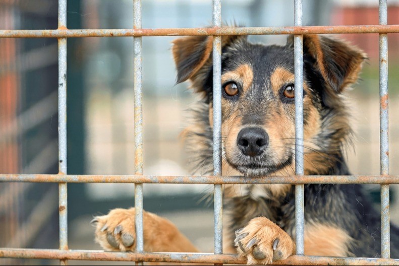 BIVŠI JOJ UKRAO PSA I POSLAO GA NA EUTANAZIJU: Njena reakcija šokirala ceo svet! (FOTO)