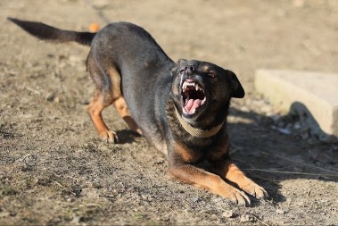 HOROR U DONJOJ ŠPIONICI Čopor pasa izujedao devojku (20)