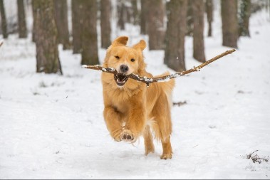 ISTRČAO JE NA SNEG I USLEDILA JE ČISTA RADOST Presladak video razgalio ljude