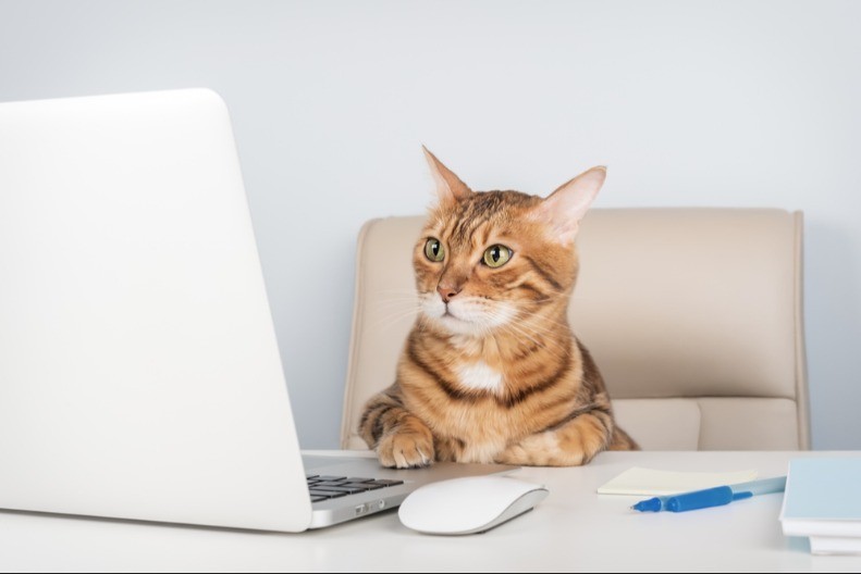 MAČKE ŠETKAJU PO KANCELARIJI I SMANJUJU STRES ZAPOSLENIH Ovoga se dosetila jedna firma - pogledajte kako to izgleda 