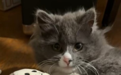 SRCE DA PUKNE OD EMOCIJA! Mače prvi put dobilo igračku – njegova reakcija rasplakala internet! (VIDEO)