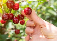 Komad trešnje 140 evra - Japanci su baš preterali