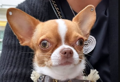 PAS SRPSKOG MOĆNIKA UŽIVA U IZOBILJU! Nosi brendirane jaknice sa krznom, zlatne ogrlice, a tek da vidite hranu