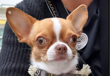 PAS SRPSKOG MOĆNIKA UŽIVA U IZOBILJU! Nosi brendirane jaknice sa krznom, zlatne ogrlice, a tek da vidite hranu