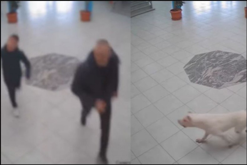 INCIDENT U ŠKOLI U SUVOJ RECI Krvoločan pas ušao u zgradu i izujedao učenike, ubio ga policajac