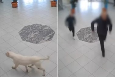 HOROR NA KOSOVU!  Vlasnički pas uleteo u školu i izgrizao decu, ubio ga policajac, jedno dete KRITIČNO! (VIDEO)