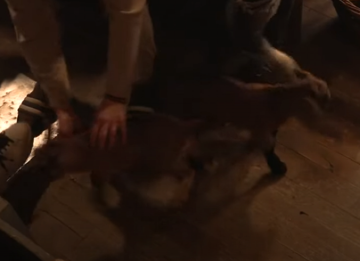 SMRTNI SLUČAJ U RIJALITIJU ''FARMA 8'' Nakon noći pune bola nije izdržala, ni reakcija produkcije je nije spasila