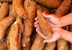 NAJOPASNIJA NAMIRNICA NA SVETU GODIŠNJE ODNESE 200 ŽIVOTA Nepravilna priprema može dovesti do smrti