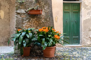 STAVITE NEKOLIKO NOVČIĆA U SAKSIJU Ako ova biljka procveta u februaru, očekujte dobre vesti