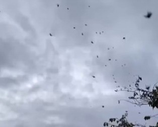 STRAVIČAN PRIZOR NA NEBU, KAMERA SVE ZABELEŽILA Čudne crne tačke lebdele ljudima iznad glava, kad su shvatili šta je u pitanju umalo se onesvestili od šoka! (VIDEO)