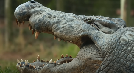 MAJKU I SINA USMRTIO KRVOLOČNI KROKODIL, OTAC U ŠOKU "Video sam je zarobljenu u čeljustima..."