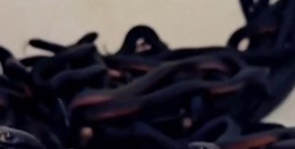 HOROR U DVORIŠTU, UGRIŽENI PAS SE BORIO ZA ŽIVOT Kada su otkrili koliko ih je, lovci na GMIZAVCE zanemeli od šoka! (VIDEO)