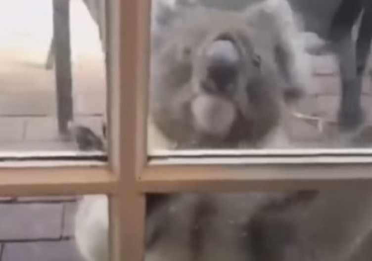 SNIMAK KOJI TOPI SRCE Očajna koala je molila za pomoć, pratili su ga i ugledali HOROR scenu (VIDEO)